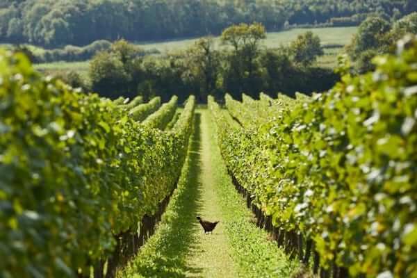 Visit English Wineries