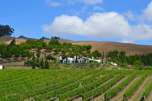 Visit Greek Wineries