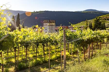 Visit English Wineries